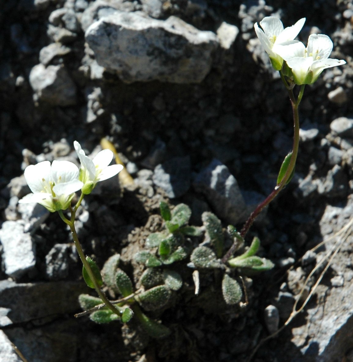 Arabis bellidifolia subsp. stellulata / Arabetta stellata